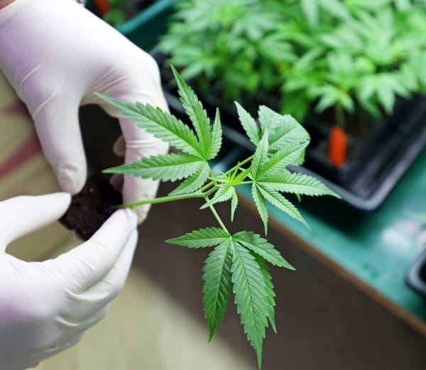 pic-weed-education2.2-600x521