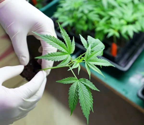 pic-weed-education2.2-600x521