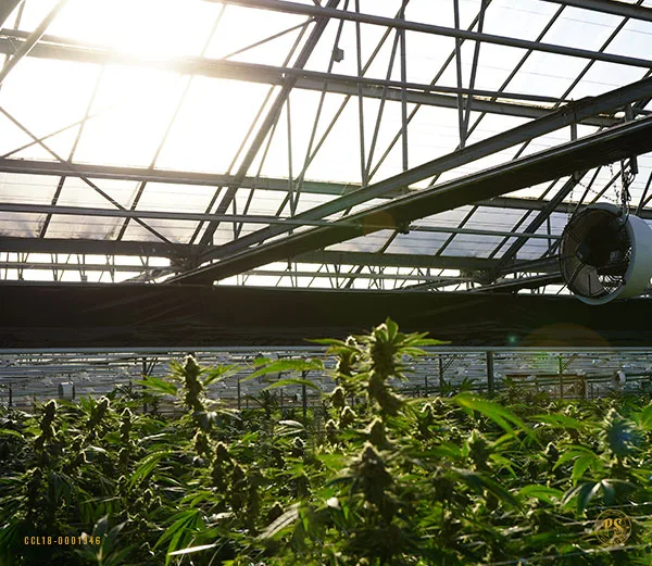 story-page_greenhouse-flower