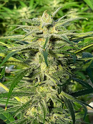 384x510_web_BDM-plant Blue Dream strain