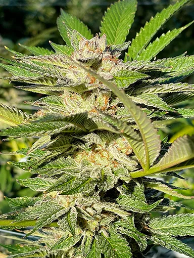 384x510_web_GMO-plant GMO strain