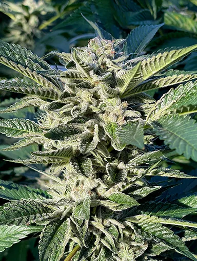 384x510_web_SBC-plant Starberry Cough