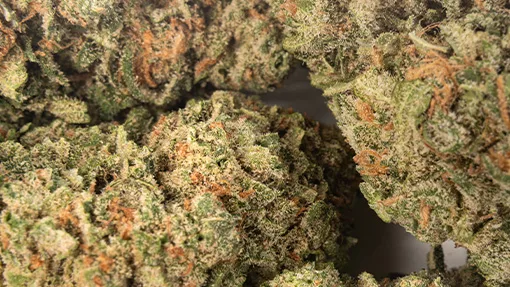 510x287_web_BDM-03 Blue Dream strain