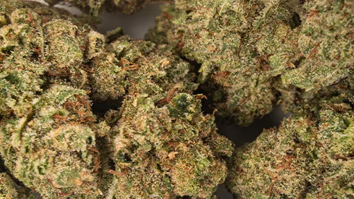 805 Glue