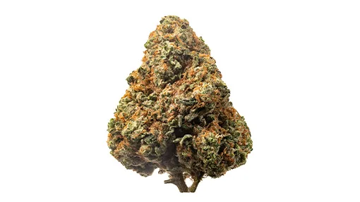 510x287_web_GMO-01 GMO strain