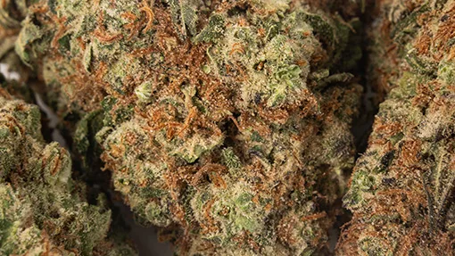 510x287_web_GMO-03 GMO strain