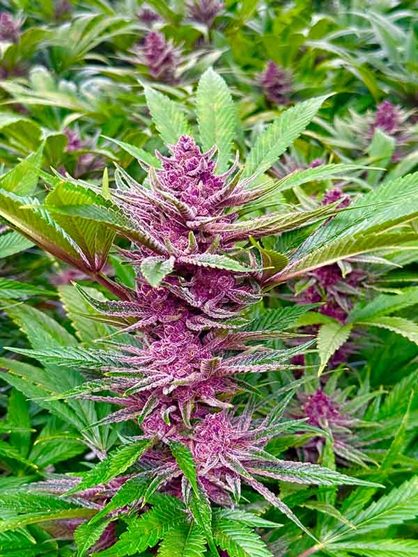 PacificStone_Purple Tangie Pacific Stone Purple Tangie Cannabis Flower