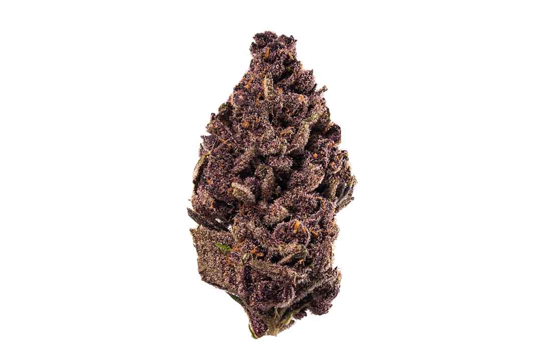 PurpleTangie_Close Pacific Stone Purple Tangie Cannabis Flower