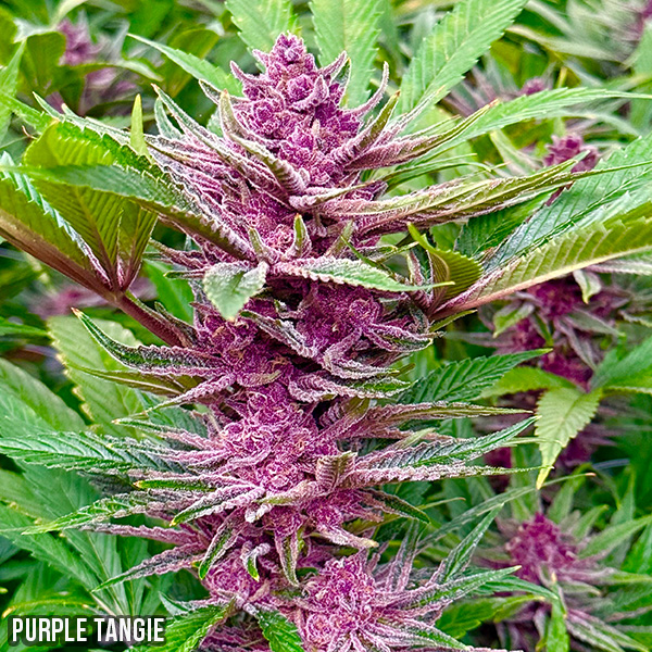 Purple_Tangie Pacific Stoen Purple Tangie Flower