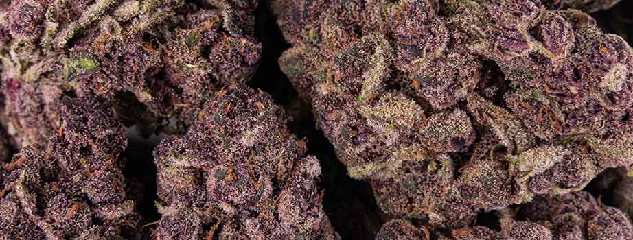 Tangie-4-close Pacific Stone Purple Tangie Cannabis Flower Close Up